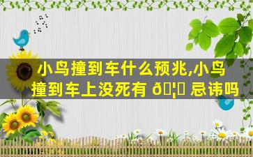 小鸟撞到车什么预兆,小鸟撞到车上没死有 🦟 忌讳吗